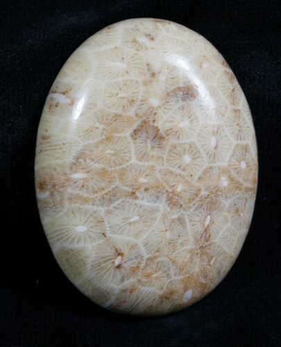 Polished Fossil Coral Cab - Indonesia #4628